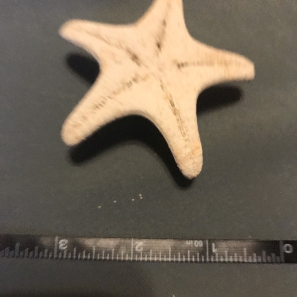 Starfish - Picture 4 of 4